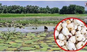 Makhana Farming