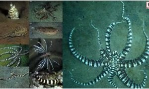 Mimic Octopus