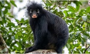 Monkey Species