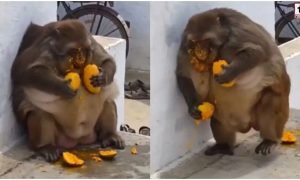 Monkey Viral Video