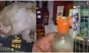 Monkey Viral Video