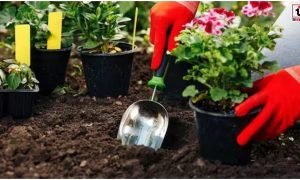 Monsoon Gardening Tips