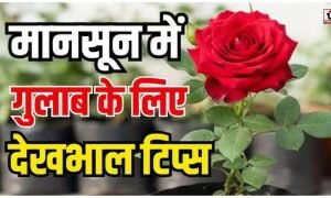 Monsoon Gardening