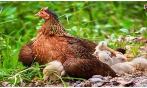 Monsoon Poultry Farming