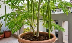 Moringa Farming