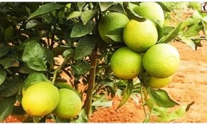 Mosambi Farming