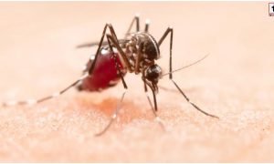 Mosquito Bite