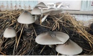 Mushroom Farming