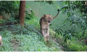 Nandankanan Zoo