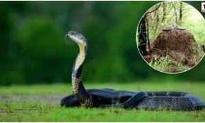 Nepal Wildlife