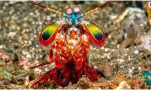 Ocean Mystery
