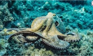 Octopus Evolution