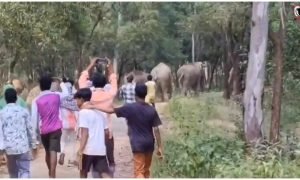 Odisha Elephant