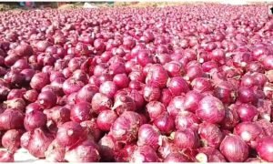 Onion Price Today