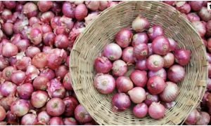 Onion Price Today
