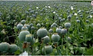 Opium Farming