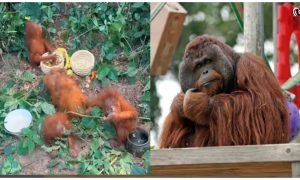 Orangutan India