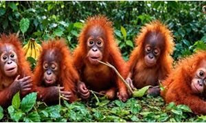 Orangutan Trafficking