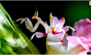 Orchid Mantis