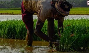 PM Kisan Scheme