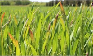 Paddy Crop Yellow Leaves