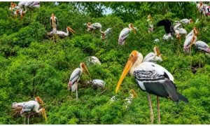 Painted Stork News