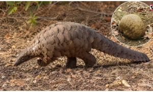 Pangolin Facts