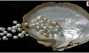Pearl Farming Business