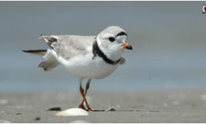 Piping Plover Returns