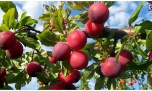 Plum Gardening Tips