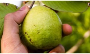 Powerful Fruit