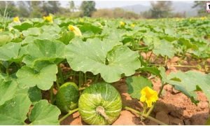 Pumpkin Farming