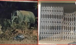 Raigarh Elephant Menace