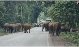 Raigarh Elephant Movement