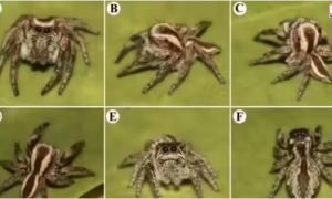 Rare Spiders in Rajasthan