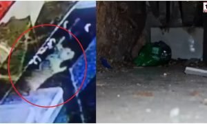 Rat Theft Viral :