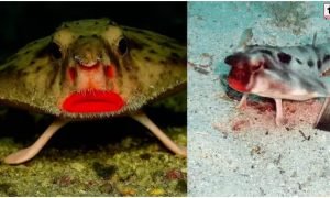 Red-Lipped Batfish