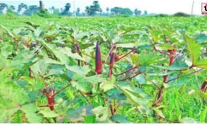 Red Okra Farming