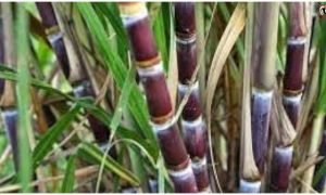Red Sugarcane Farming
