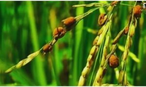 Rice Crop Pest Alert