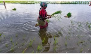 Rice Farming