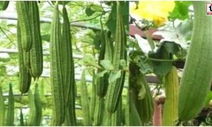 Ridge Gourd Farming