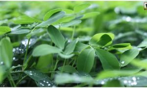 Rizka Farming