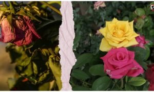 Rose Plant Care Tips