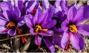 Saffron Cultivation