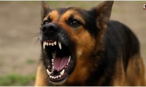 Sarangarh Dog Attack