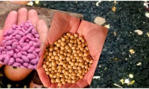 Seed Buying Tips