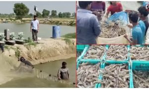 Shrimp Farming Subsidy