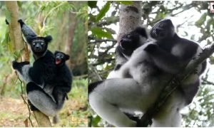 Singing Lemur