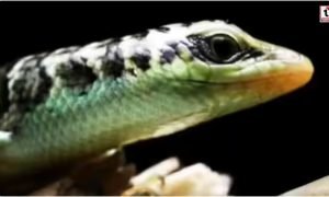 Skink Lizard Facts